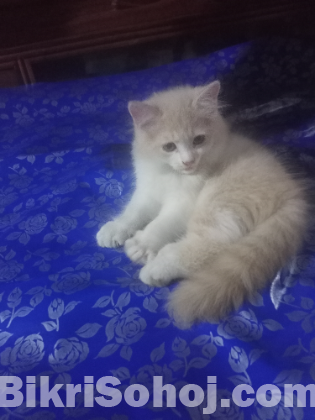 পারসিয়ান ছেলে বিড়াল ১.৫ মাস